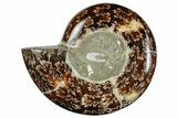 Polished Cretaceous Ammonite (Argonauticeras?) Fossil -Madagascar #262107-1